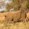 Отель Tata Farm Lodge, фото 14