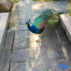 Отель Huajiacun Resort Hotel, фото 12