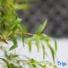 Отель Xinsu Fuquan Holiday Hotel, фото 17
