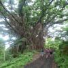 Отель Tanna Volcano View Treehouse, фото 28