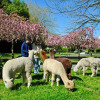 Отель Silverstream Alpaca Farmstay and Tour, фото 28