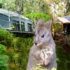 Отель Huon Bush Retreats, фото 9