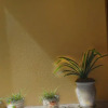 Отель Wang's Courtyard Guesthouse, фото 3