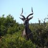 Отель Valley Bushveld Country Lodge, фото 20