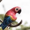 Отель Pickled Parrot Backpackers, фото 27