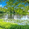Отель Lakeshore - Private & Sanitized, Perfect for Social Distancing & Working From Home. Private Pool, Pe, фото 21