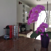 Отель House With 2 Bedrooms in Adeje , With Wonderful sea View, Pool Access, Enclosed Garden, фото 2