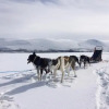 Отель Jotunheimen Husky Lodge, фото 3