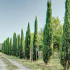 Отель Indipendent Residence for 24 guests composed of 7 apartaments. Pool-FATTORIA GLI ZIRI, фото 40