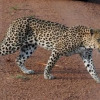 Отель Wild Ivory Eco Lodge - All Inclusive, фото 1