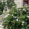 Отель Villa Alecya, фото 33