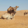 Отель Al Sarmadi Desert Night Camp, фото 16