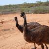 Отель Ningaloo Bed and Breakfast, фото 9