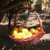 Отель Nel Giardino Dei Limoni, фото 21