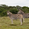 Отель Bush Lodge – Amakhala Game Reserve, фото 6