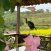 Отель Fazenda Santa Amalia, фото 11