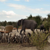 Отель Sayari Camp - All Inclusive, фото 23