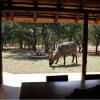 Отель Masorini Bush Lodge, фото 1