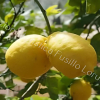 Отель Locazione Turistica Fusillo Lorusso, фото 13