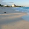 Отель Ports Of Call Resort, фото 17
