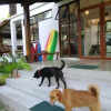 Отель Secret Spot Siargao - Hostel, фото 12