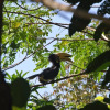 Отель Koyao Bay Pavilions, фото 34
