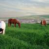 Отель The Carob Tree Ranch, фото 8