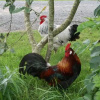 Отель Sov Godt i Arnborg Bed & Breakfast, фото 20