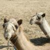 Отель Negev Camel Ranch, фото 8