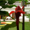 Отель Pousada Ubatuba Itaguá, фото 9