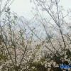 Отель Sweetome Vacation Rentals (Wencheng Tianding Lake), фото 7