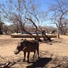 Отель The Baobab Bush Lodge, фото 34