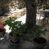 Отель Levantin Inn 12 Room N5, фото 15
