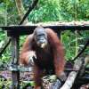 Отель Arut Riverside Orangutan Guest house, фото 22