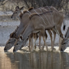Отель Grassland Safari Lodge, фото 18