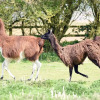 Отель Glamping With Llamas, фото 35