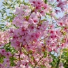 Отель Alishan B&B Yunmingi Aliscenery, фото 10