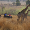 Отель Horseback Africa, фото 24