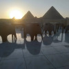Отель The Lotus Guest House - 3 Pyramids View, фото 1