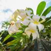 Отель Beach Garden Manor, фото 1