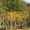 Отель Suan Phueng Pa Wai Resort, фото 6