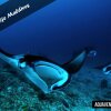 Отель Aquaventure Manta Lodge - Scuba Divers, фото 11