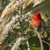 Отель Amamoor Lodge, фото 4