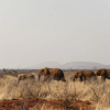 Отель Lush Private Game Lodge, фото 23