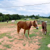 Отель Seven Peaks Farm Stay, фото 21