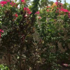 Отель Zanzibar Garden Villa, фото 10