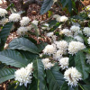 Отель Three Hills Coorg, фото 13