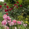 Отель Highgate Bed and Breakfast & Garden, фото 9