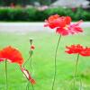 Отель Gesang Garden, фото 40