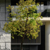 Отель DoubleTree by Hilton Taipei Zhongshan, фото 1